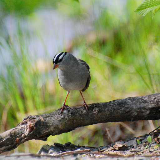 Hd-170497-ascw170497