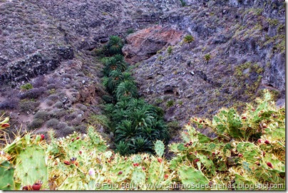 6661 Circular a Firgas-Ruta 4 6661 Circular a Firgas-Ruta 4