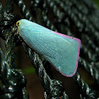 Blue Planthopper