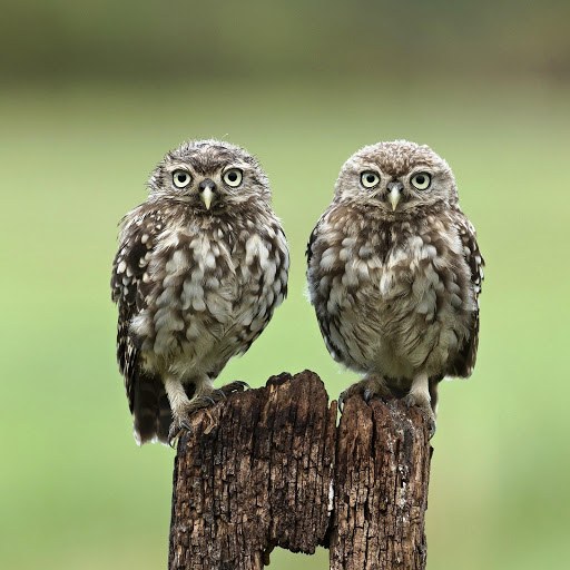 Hd-173723-ascw173723