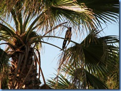 5934 Texas, South Padre Island - KOA Kampground - bird that woke me up