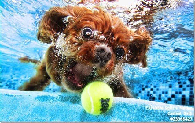 dogs_under_water-0004