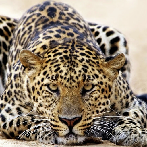 Hd-172860-ascw172860