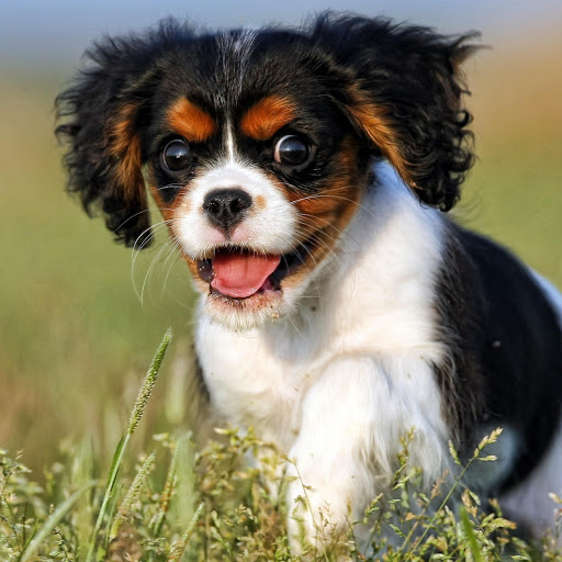 Hd-168907-ascw168907