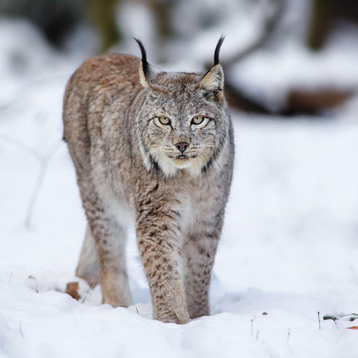 Hd-177209-ascw177209