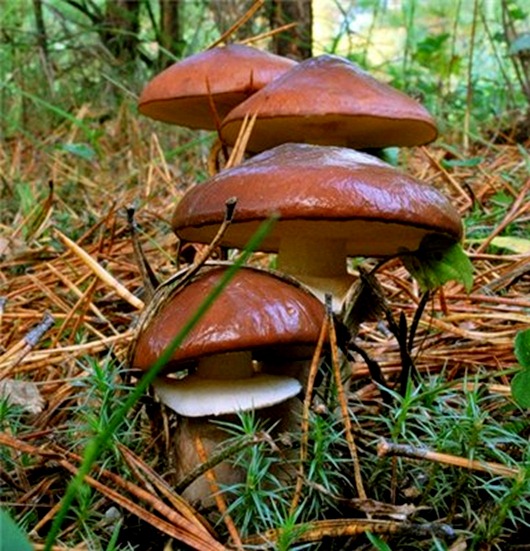грибы2