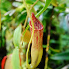 pitcher plant, Kannenpflanze