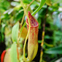 pitcher plant, Kannenpflanze