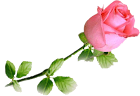flor%252081.png