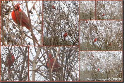 male cardinals in tree