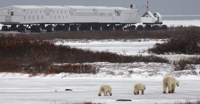 Polar-Bears-Tundra-Lodge-4-bears-1.jpg