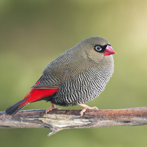 Hd-181263-ascw181263