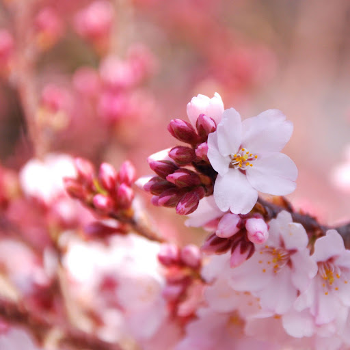 Hd-132201-ascw132201