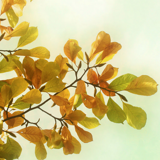 Hd-141091-ascw141091