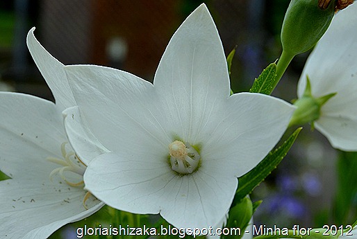 Glória Ishizaka - minhas flores - 2012 - 2