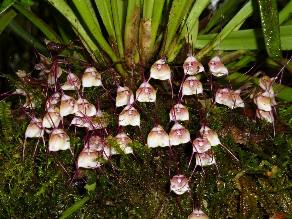 [DRACULA%2520FELIX%255B3%255D.jpg]