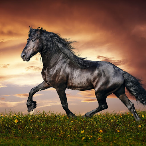 Hd-162615-ascw162615