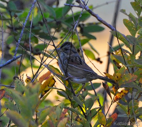 5. swamp sparrow-kab