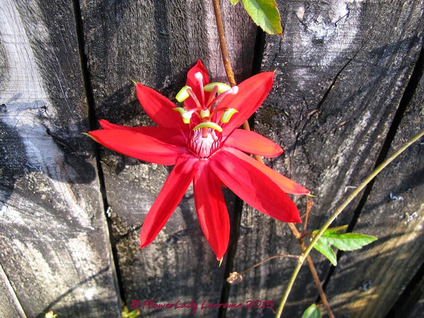 [02-03-red-passion-flower%255B4%255D.jpg]