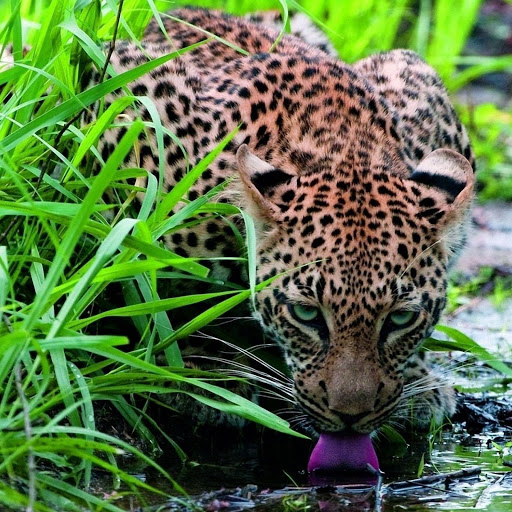 Hd-142445-ascw142445