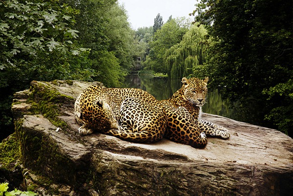 Two_Leopards800