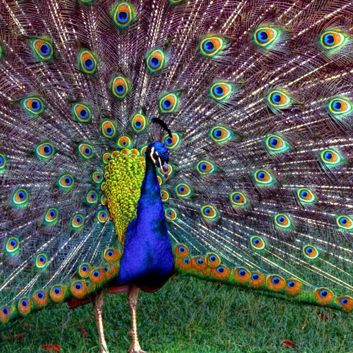 Hd-170848-ascw170848