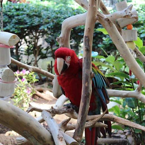 Hd-155800-ascw155800