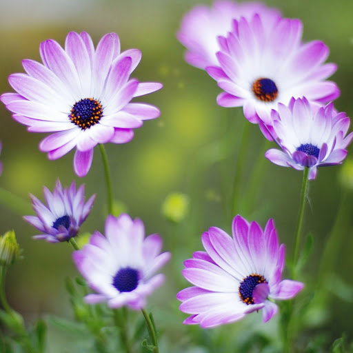 Hd-142103-ascw142103