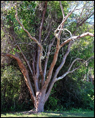 18b - Gumbo Limbo Tree