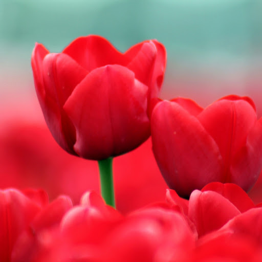 Hd-175004-ascw175004