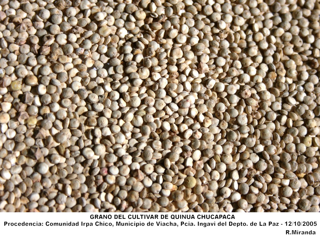 [Grano_del_cultivar_de_Quinua_Chucapaca-cultivado%2520_en_el_Altiplano_Norte_circunlacustre_de_La_Paz-2005-laquinua.blogspot.com%255B6%255D.jpg]