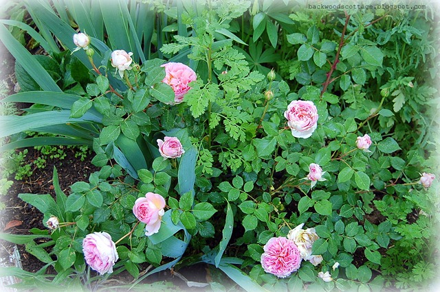 abraham darby english rose bush