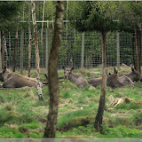 Elchpark Laganland - da liegen sie einfach so rum