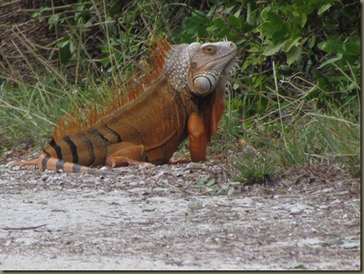 big iguana at Curry Hammock sp