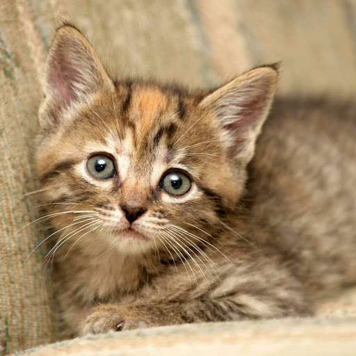 Hd-148008-ascw148008