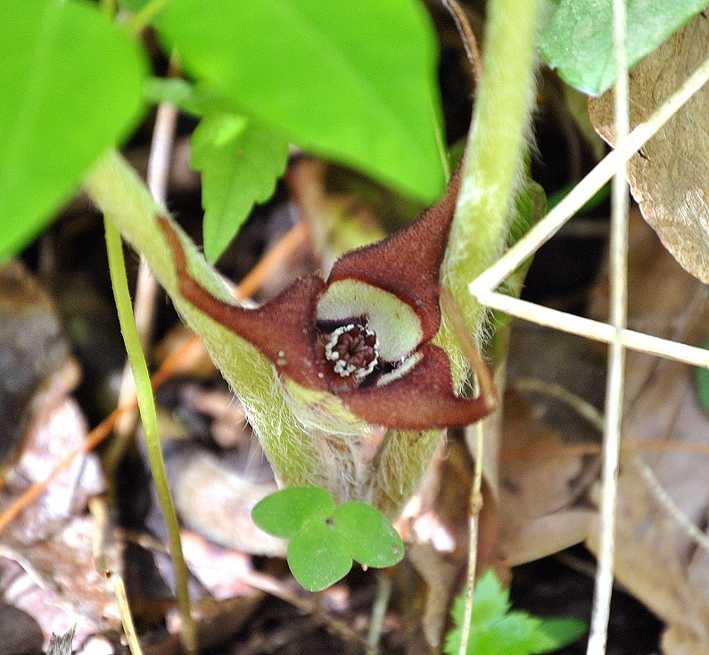 [04---Spring-Wildflowers---Wild-Ginge%255B2%255D.jpg]