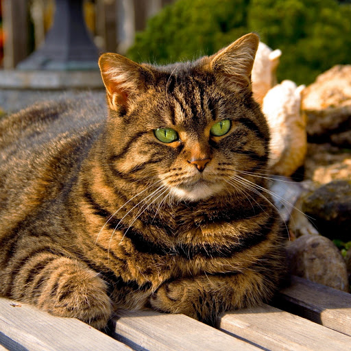 Hd-176353-ascw176353