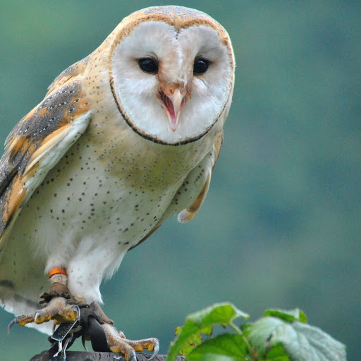 Hd-155954-ascw155954