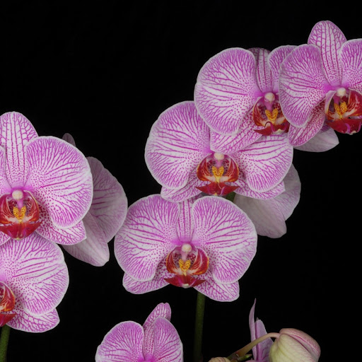 Hd-166794-ascw166794