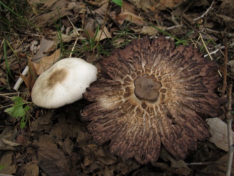 Agaricus placomyces distorted mushroom cap and fresh mushroom
