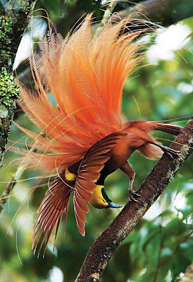 Bird of paradise (burung surga) burung surga