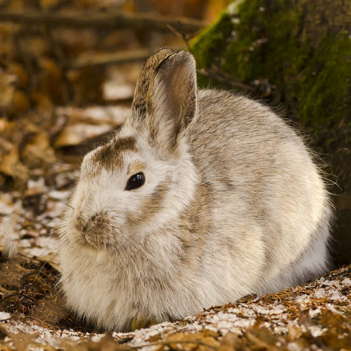 Hd-180386-ascw180386