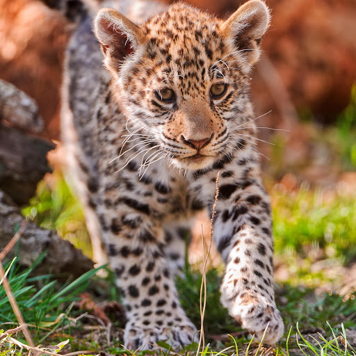 Hd-168505-ascw168505