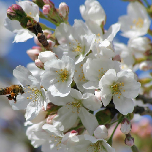 Hd-171099-ascw171099