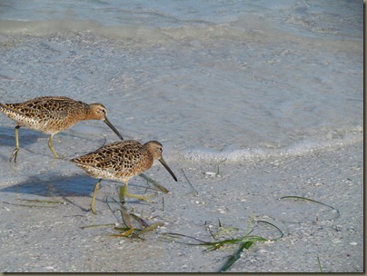 Dowitcher snipe family