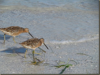 Dowitcher snipe family Dowitcher snipe family