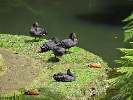 08. Lebede Negre.JPG