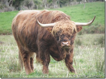 Highland Cattle - Bull