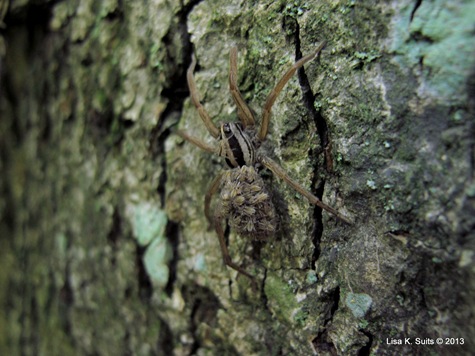 wolf spider with babies