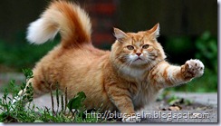 cat-cats-kitten-step-apart-tips-for-photographing-your-cat-photos-pictures(blue-palm.blogspot.com)